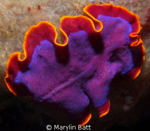 Beautiful purple and orange flat worm by Marylin Batt 